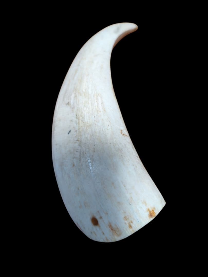 まっこうクジラの牙 印材 根付 希少部位